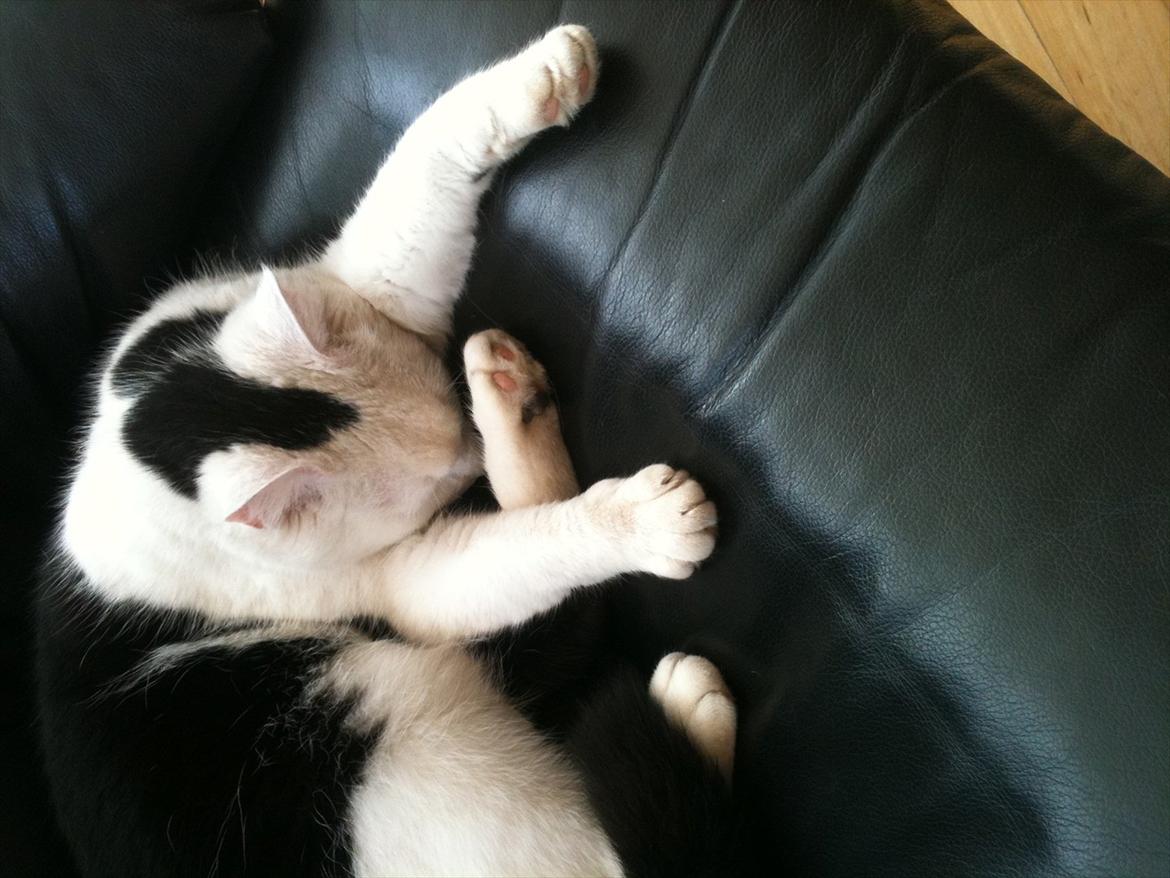 Blanding af racer Mikko billede 5