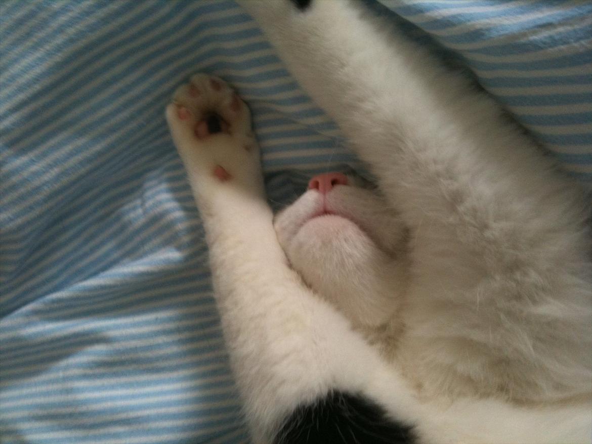 Blanding af racer Mikko billede 8