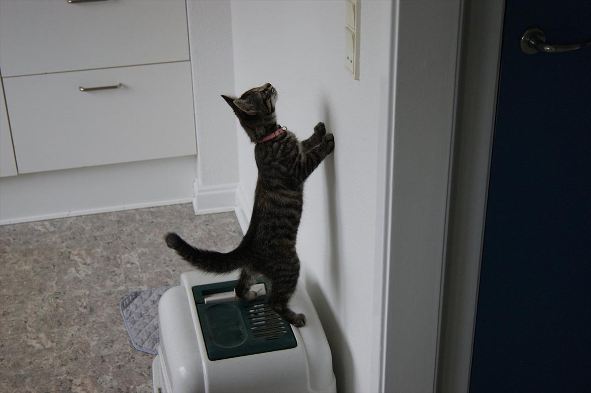 Blanding af racer Pucca - Ej hallo der var en edderkop billede 6