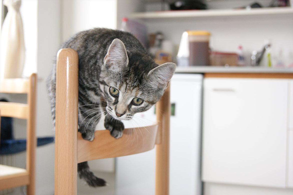 Blanding af racer Pucca - Hjælp! jeg er ved og falde ned mor billede 7