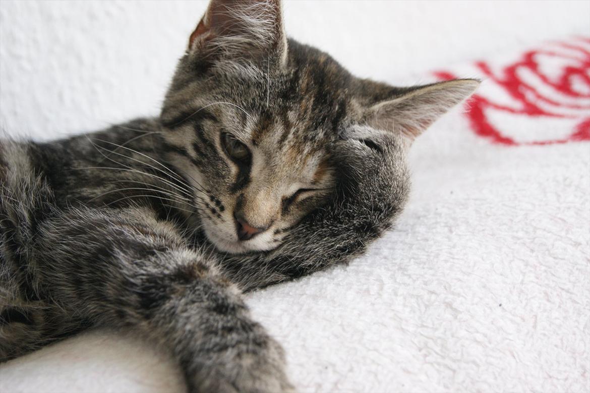 Blanding af racer Pucca - Åååårh hovedpine, jeg skulle aldrig have drukket den sidste øl xD billede 9