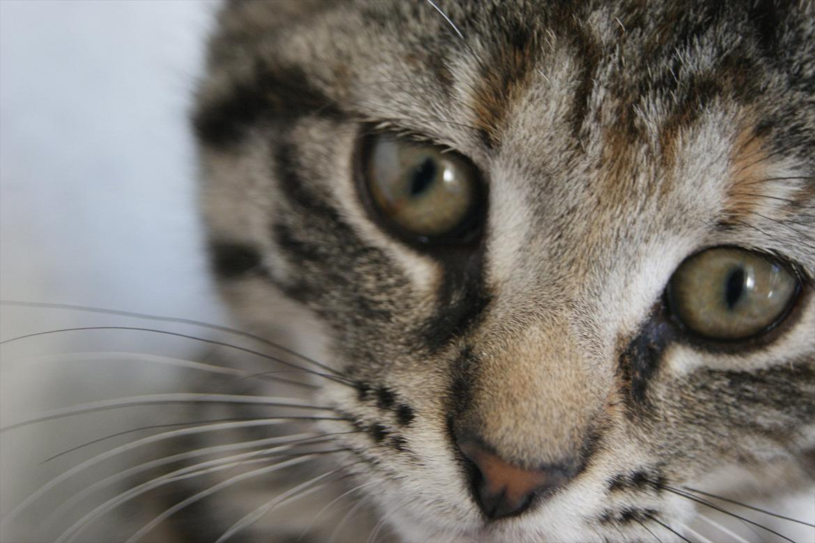 Blanding af racer Pucca - Close up af hende den smukke billede 10