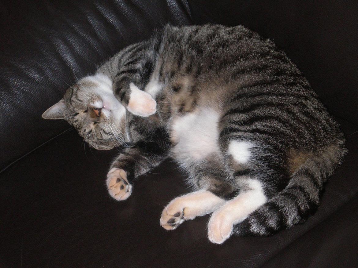 Blanding af racer Oskar - NYT billede 19