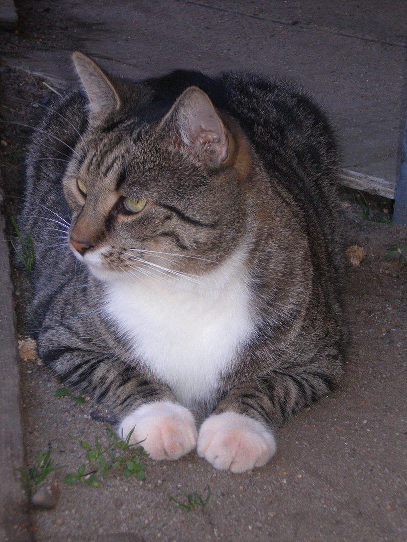 Blanding af racer Oskar billede 11