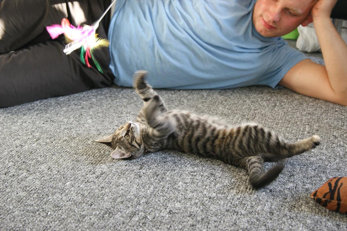 Blanding af racer Pucca - Så giv mig den da for pokker billede 12