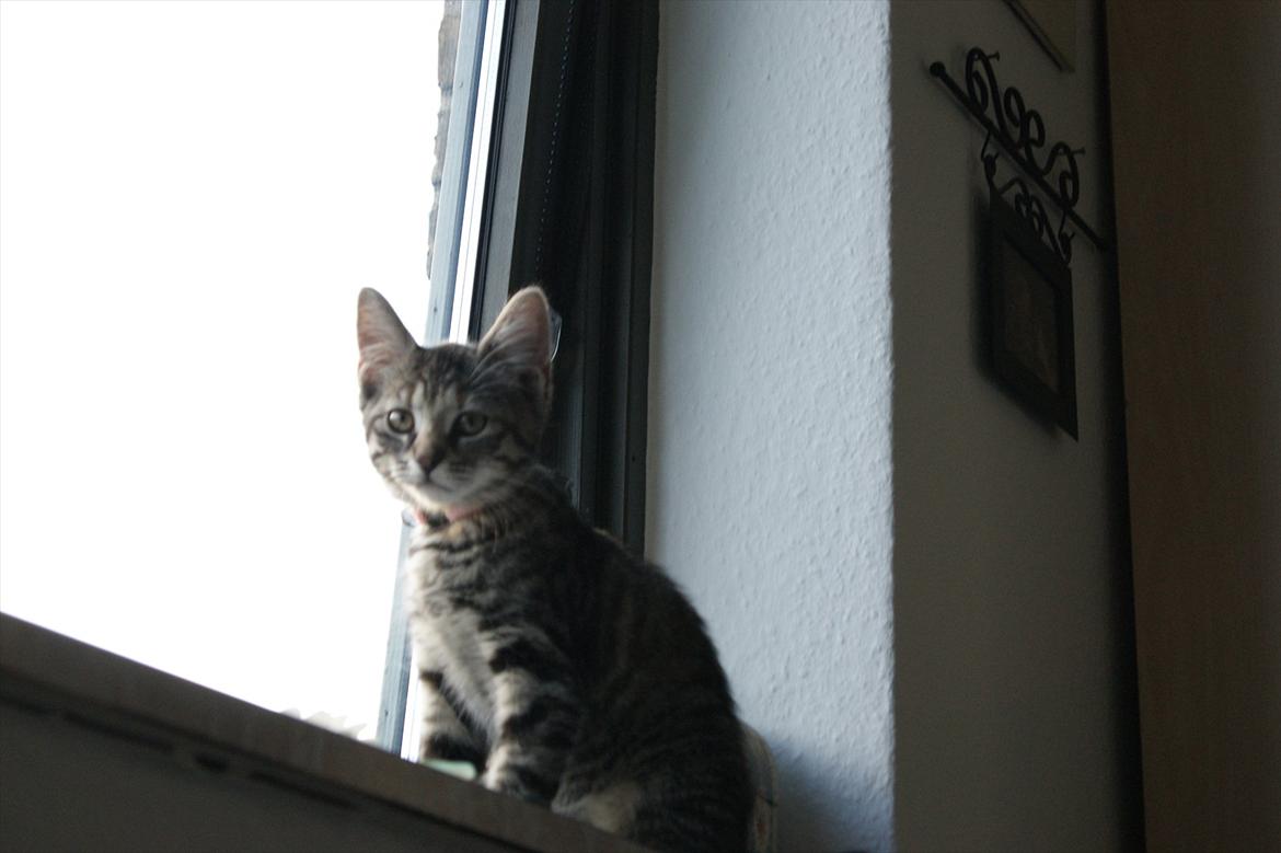 Blanding af racer Pucca - Her sidder hun på sin ynglings plads, med udsigt ud over haven billede 13