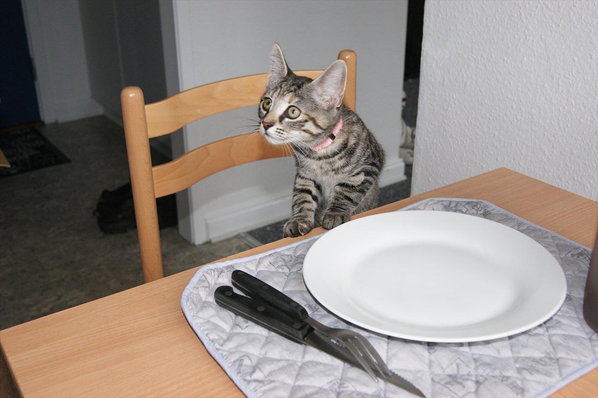 Blanding af racer Pucca - Jeg kan da os godt spise med ved bordet mor :) billede 14