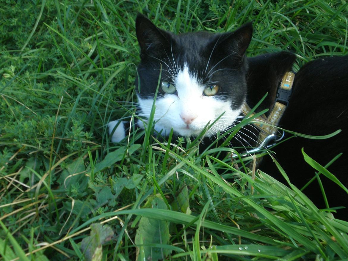 Huskat Sofus død D 25 juli 2016 billede 19