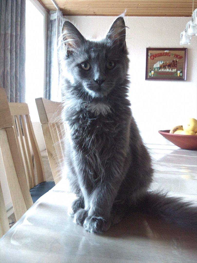 Maine Coon Tjalfe billede 9
