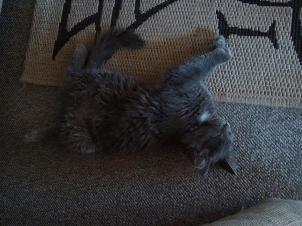 Maine Coon Tjalfe billede 13