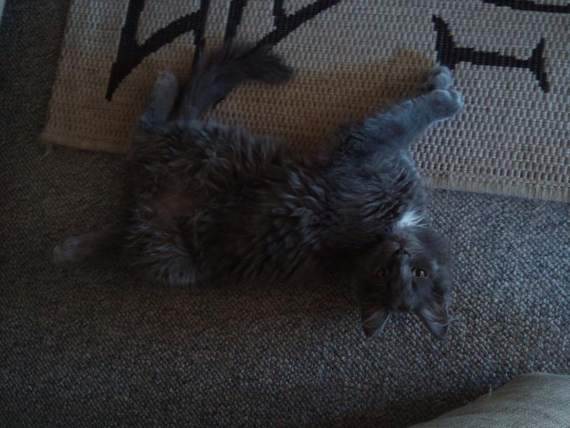 Maine Coon Tjalfe billede 14
