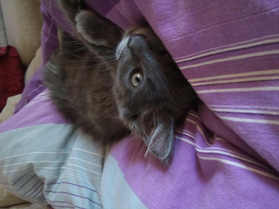 Maine Coon Tjalfe billede 17