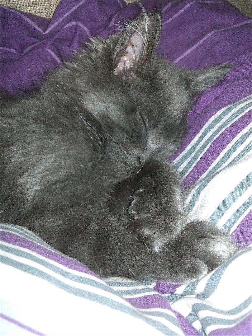 Maine Coon Tjalfe billede 18