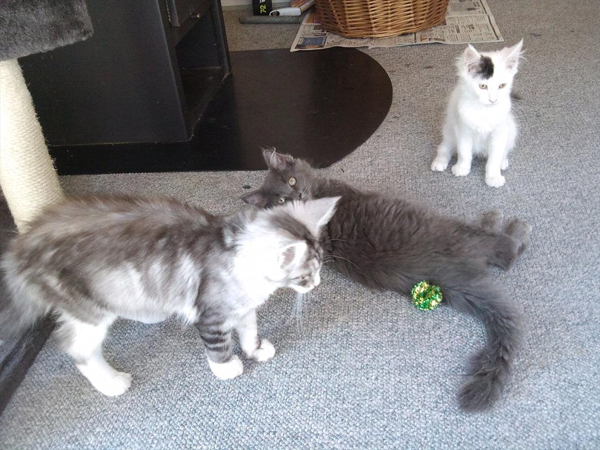 Maine Coon Tjalfe billede 10