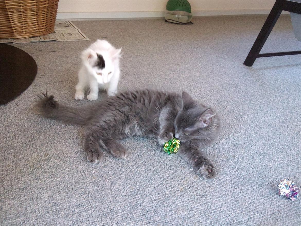 Maine Coon Tjalfe billede 11