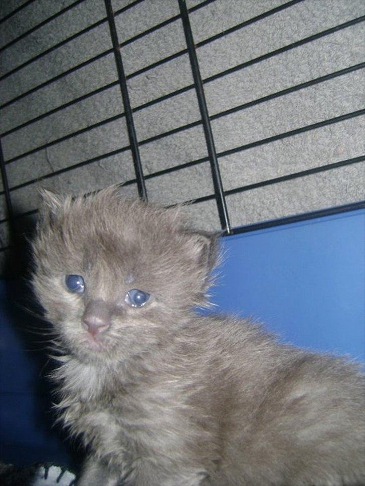 Maine Coon Tjalfe - Baby Tjalfe hjemme hos Heidi billede 20
