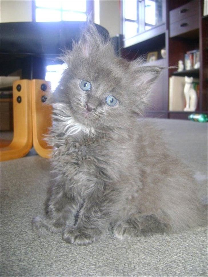 Maine Coon Tjalfe - Baby Tjalfe hjemme hos Heidi billede 19