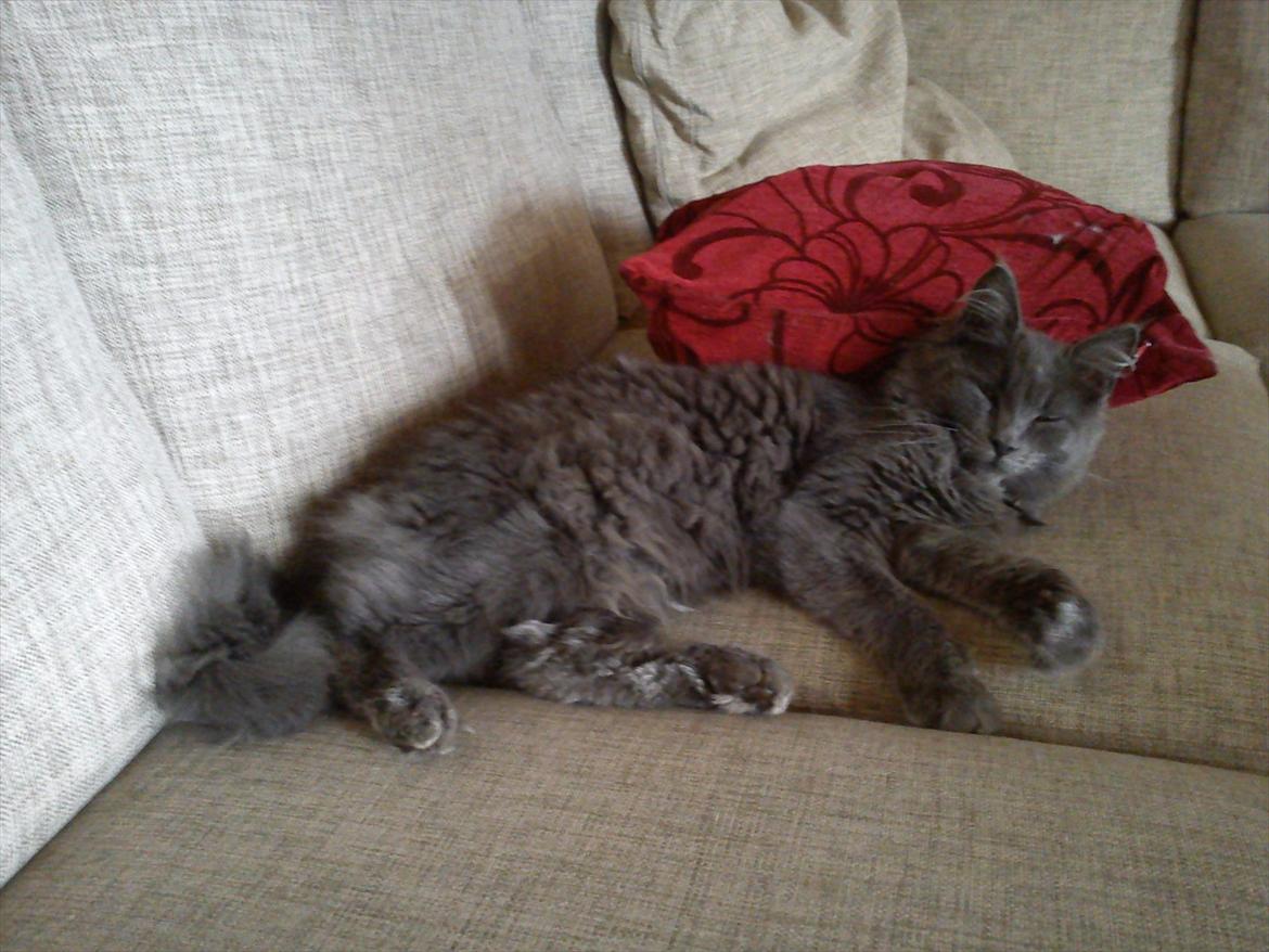 Maine Coon Tjalfe billede 2