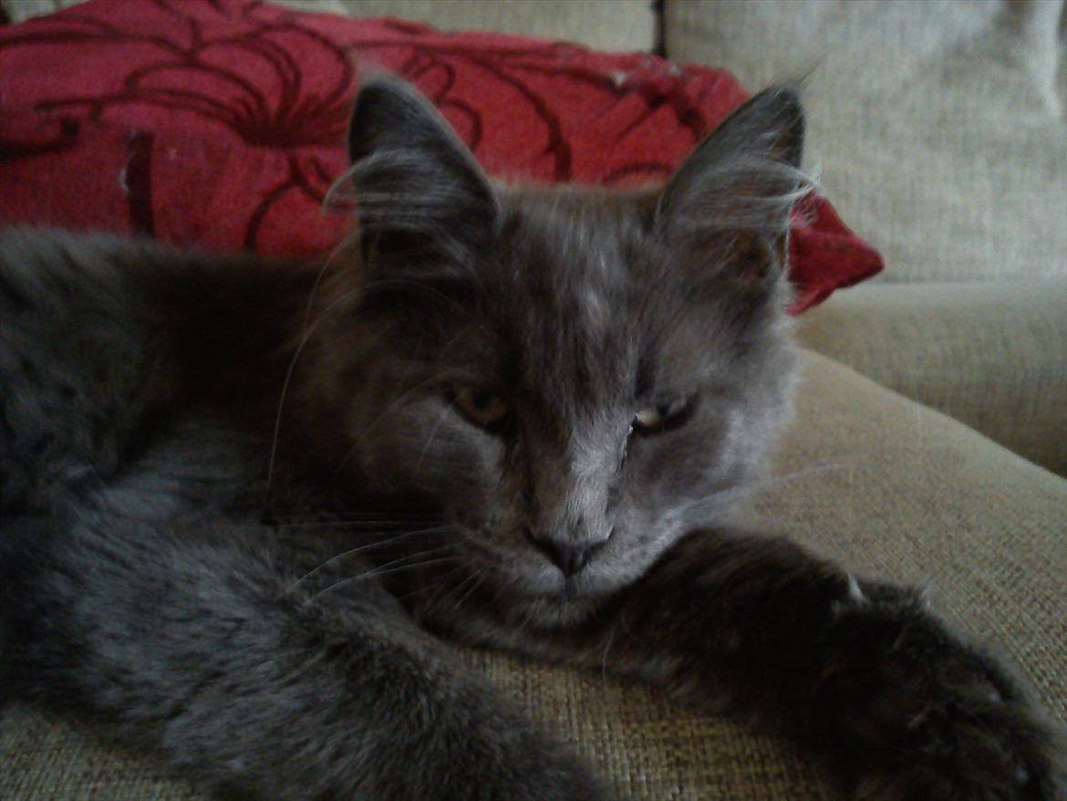 Maine Coon Tjalfe billede 3