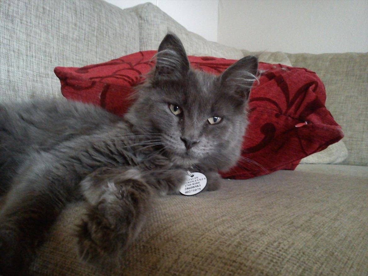 Maine Coon Tjalfe - Nu med "katte-tegn" billede 4