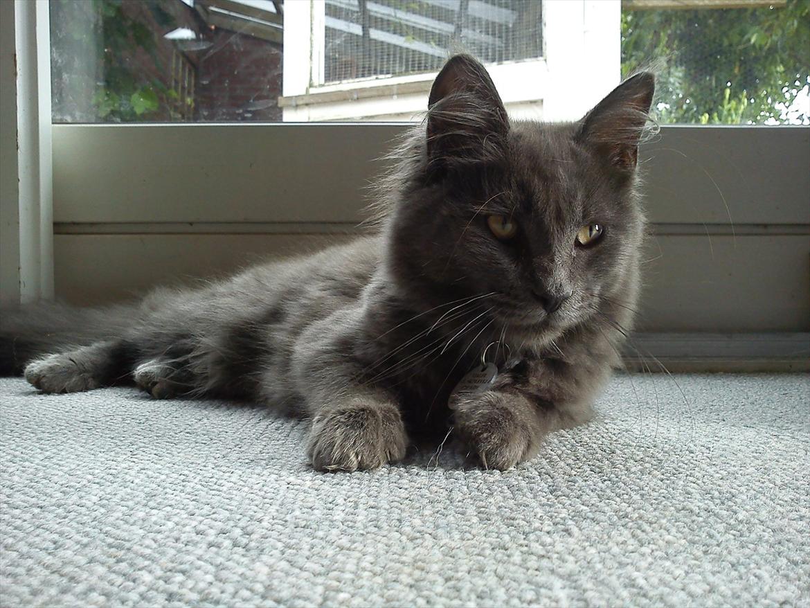 Maine Coon Tjalfe - 5 mdr og 7 dage gammel :) billede 1