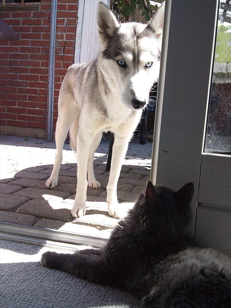 Maine Coon Tjalfe - Hov der var ski da lige en hund der billede 6