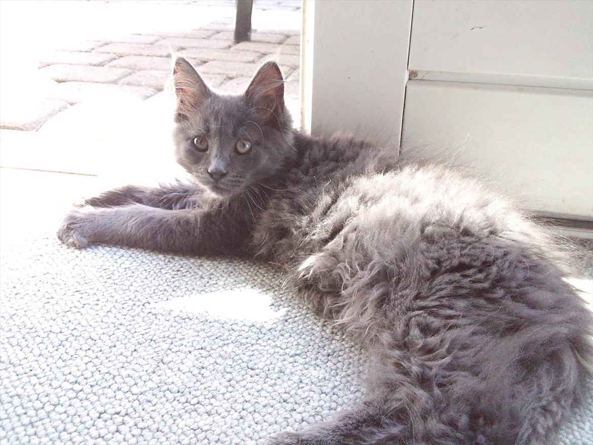 Maine Coon Tjalfe billede 7