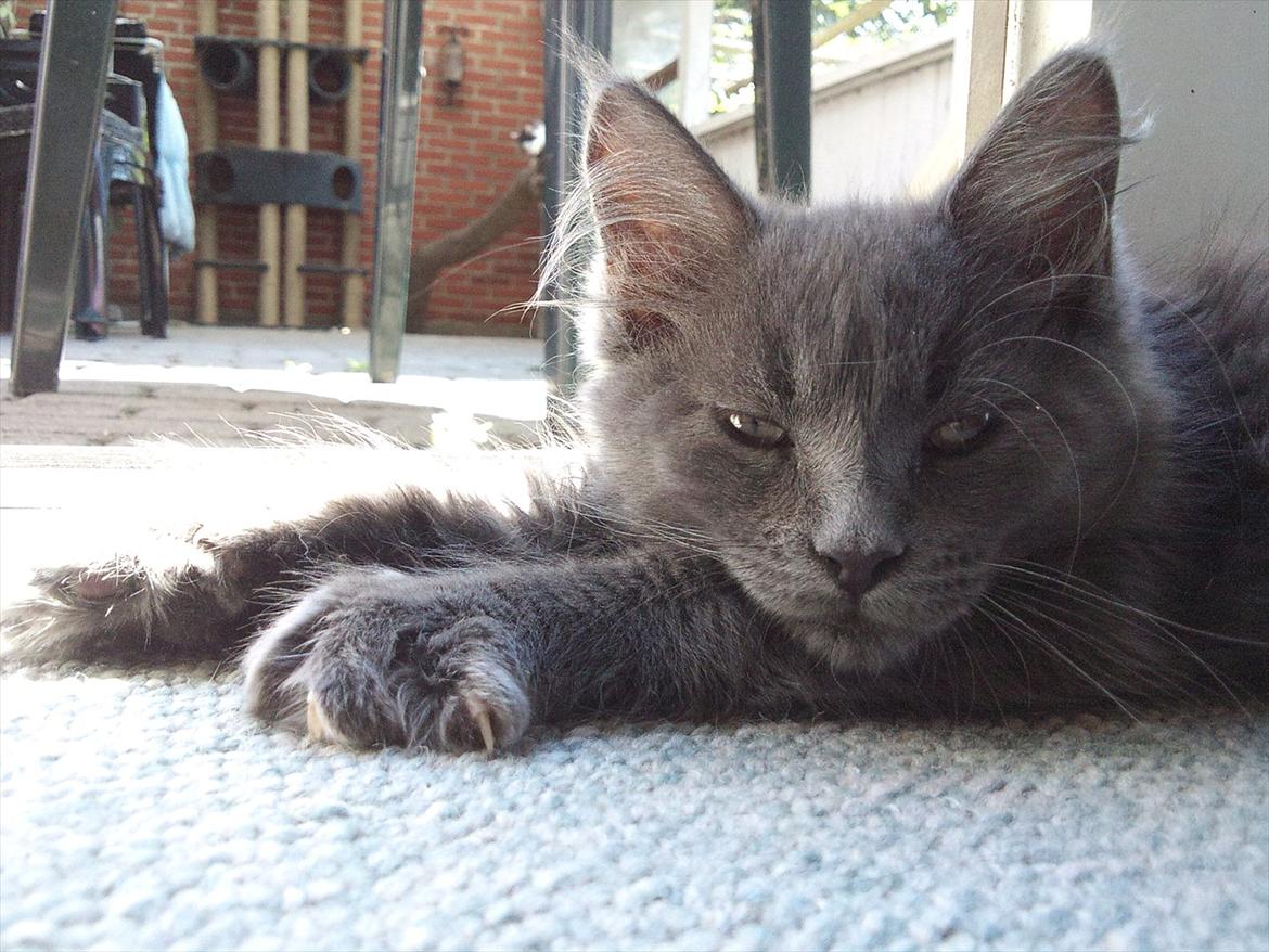 Maine Coon Tjalfe billede 8