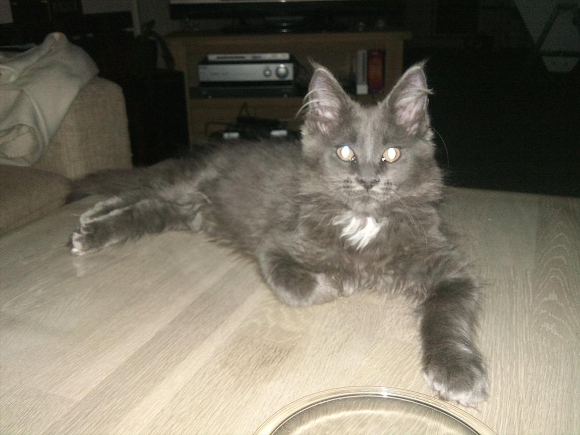 Maine Coon Tjalfe billede 12