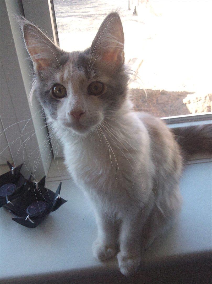 Maine Coon Metallica *R.I.P.* billede 2