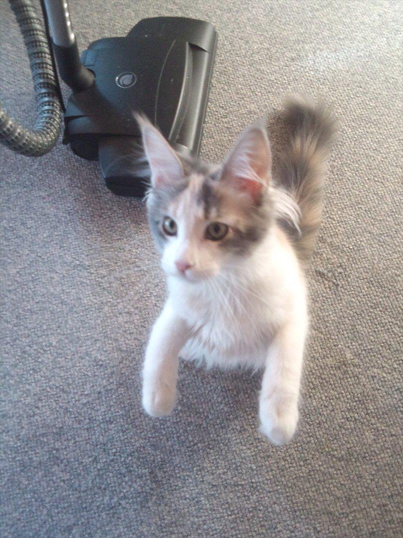 Maine Coon Metallica *R.I.P.* billede 3