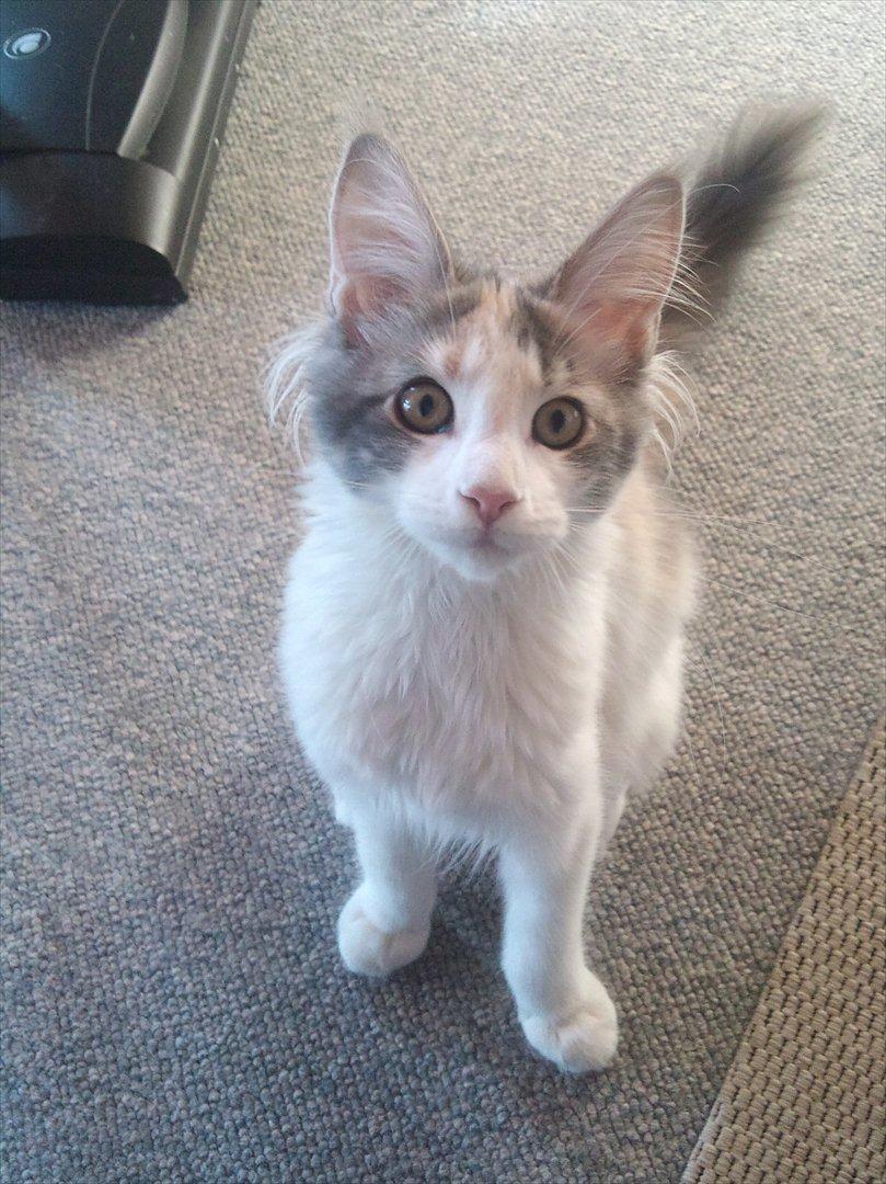 Maine Coon Metallica *R.I.P.* billede 4