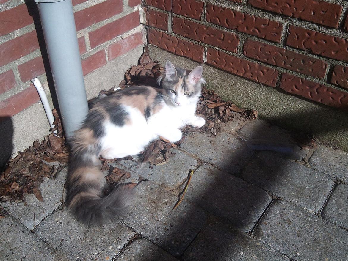 Maine Coon Metallica *R.I.P.* billede 5