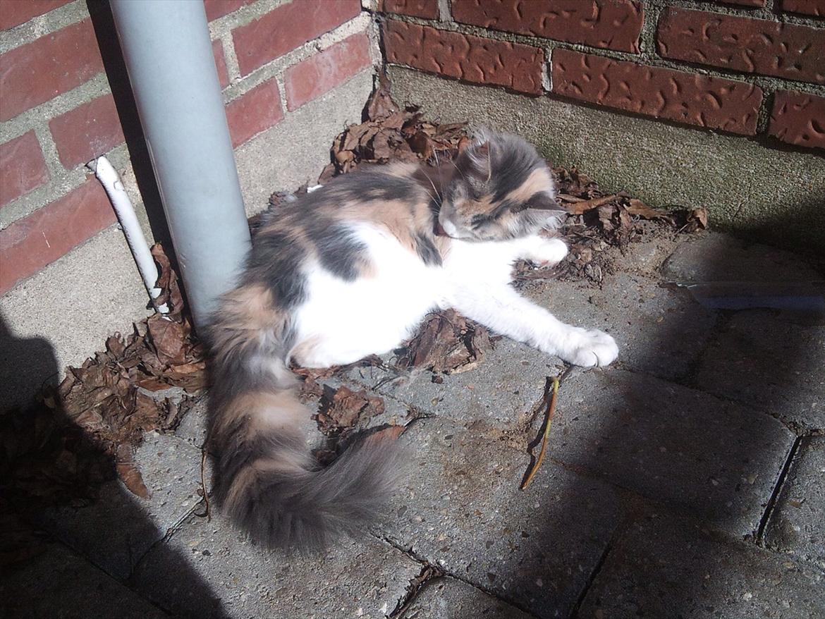 Maine Coon Metallica *R.I.P.* billede 6