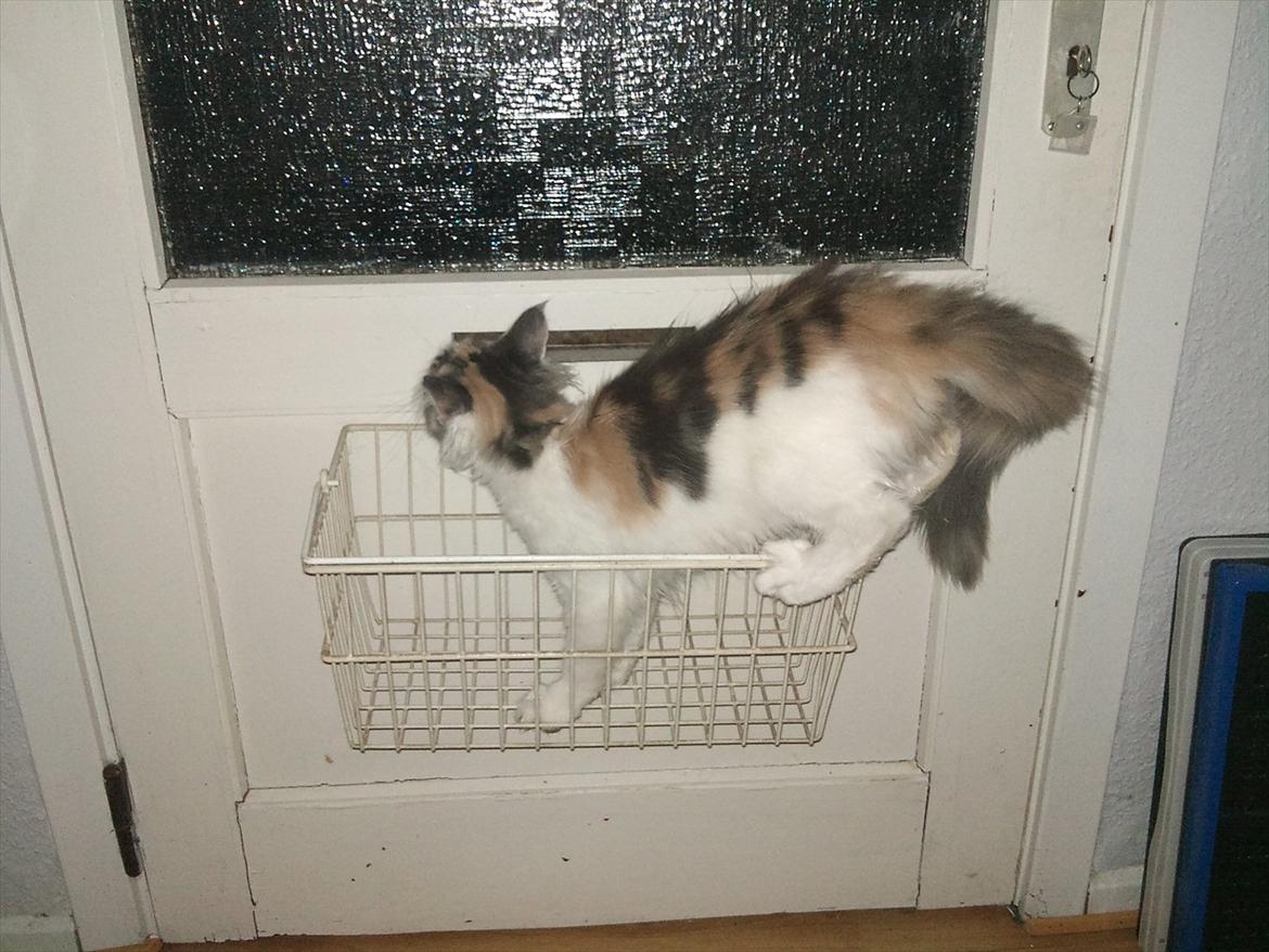 Maine Coon Metallica *R.I.P.* billede 7