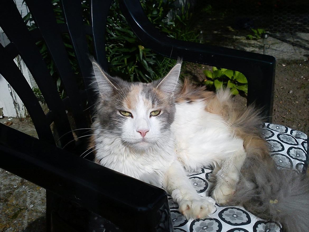 Maine Coon Metallica *R.I.P.* - 8 mdr gammel juli 2011 billede 1