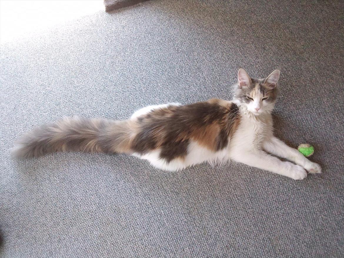 Maine Coon Metallica *R.I.P.* billede 8