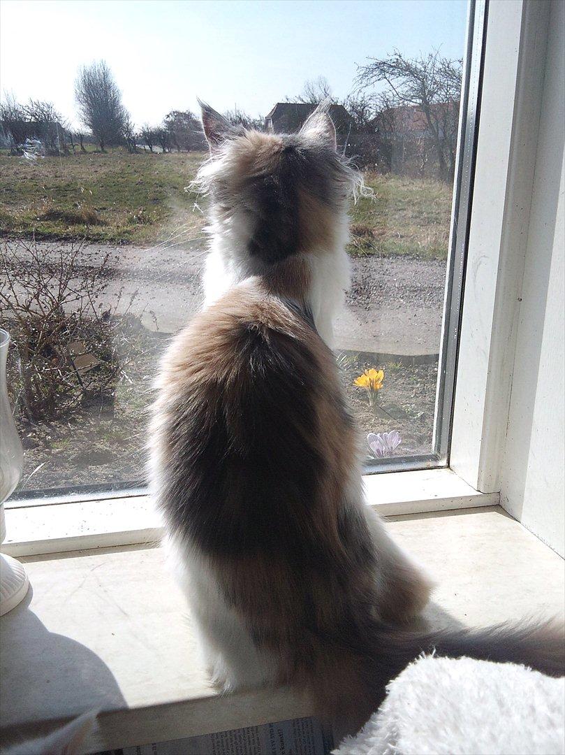 Maine Coon Metallica *R.I.P.* billede 9