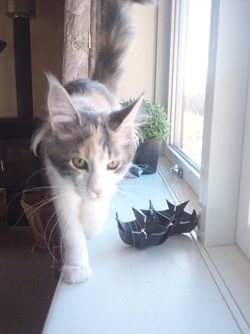 Maine Coon Metallica *R.I.P.* billede 10