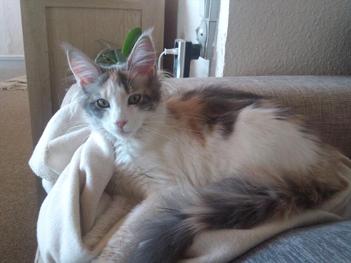 Maine Coon Metallica *R.I.P.* billede 11