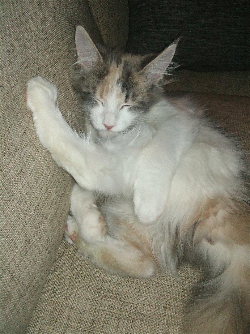 Maine Coon Metallica *R.I.P.* billede 12