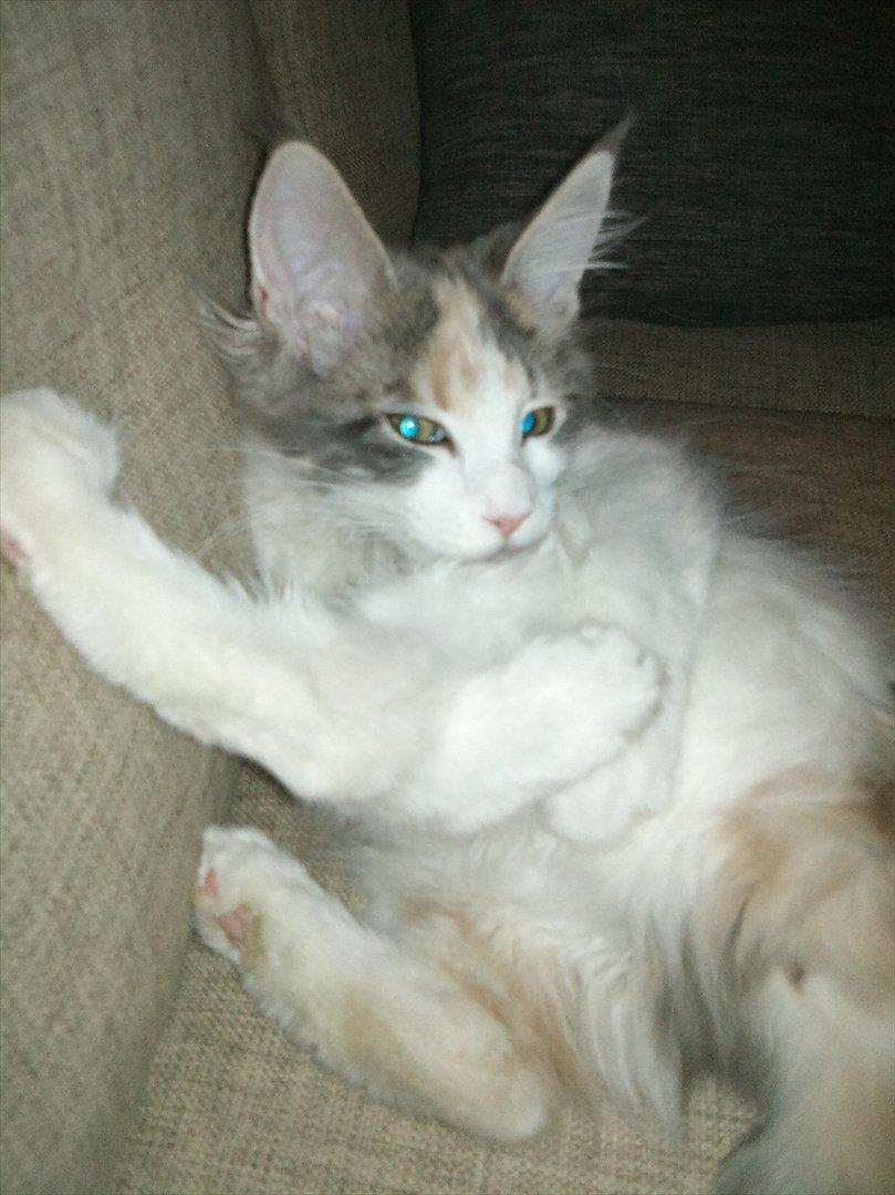 Maine Coon Metallica *R.I.P.* billede 13