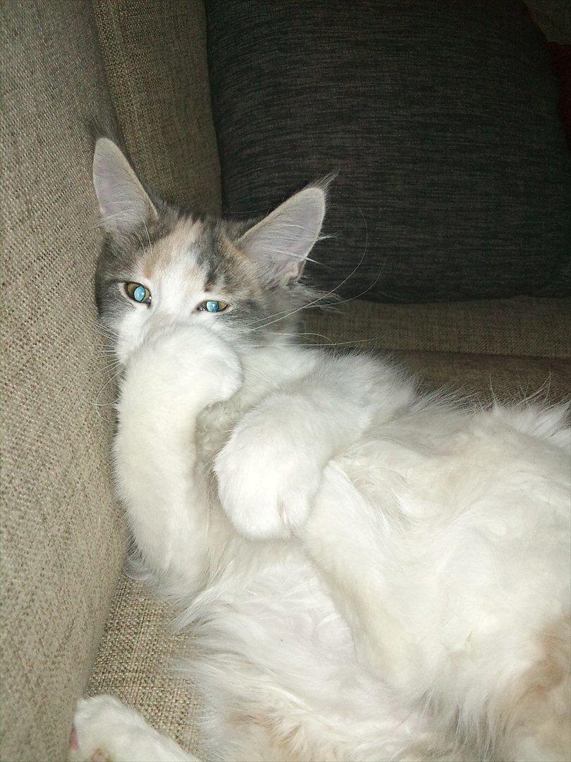 Maine Coon Metallica *R.I.P.* billede 14