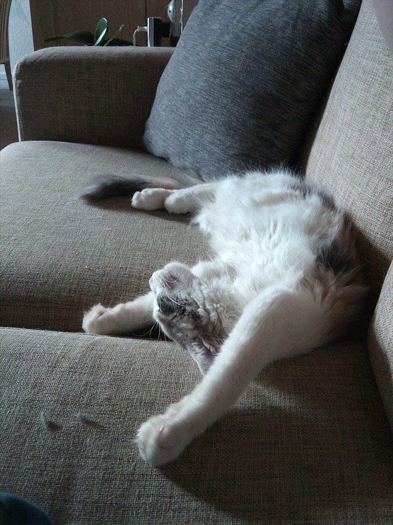 Maine Coon Metallica *R.I.P.* billede 15