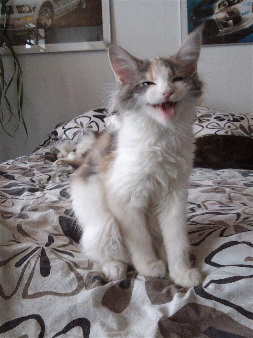 Maine Coon Metallica *R.I.P.* billede 16