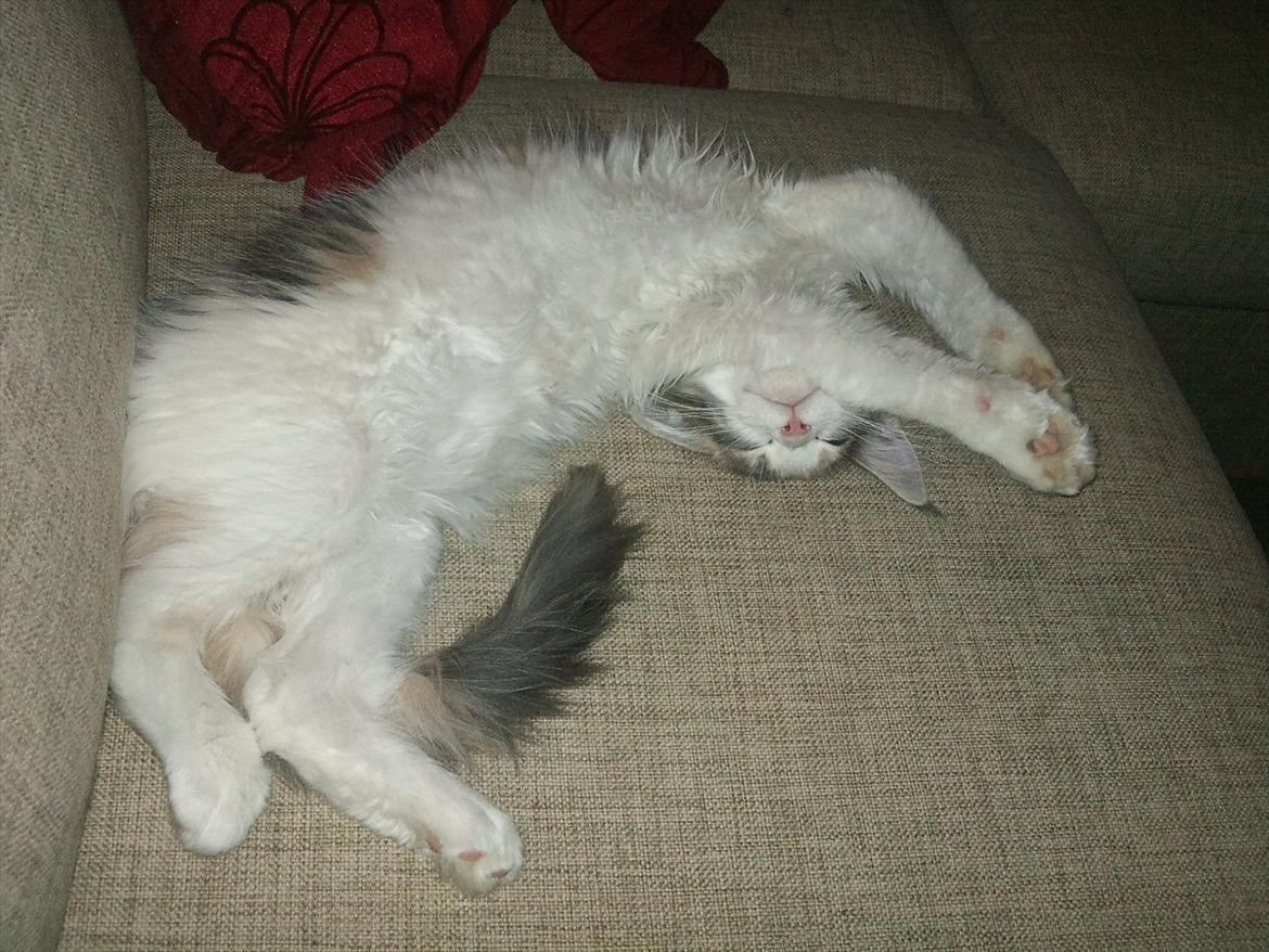 Maine Coon Metallica *R.I.P.* billede 17