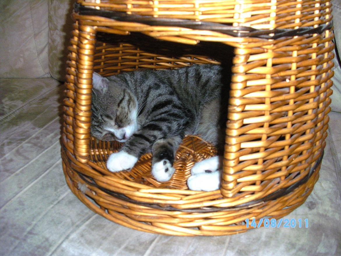 Blanding af racer stribe billede 7