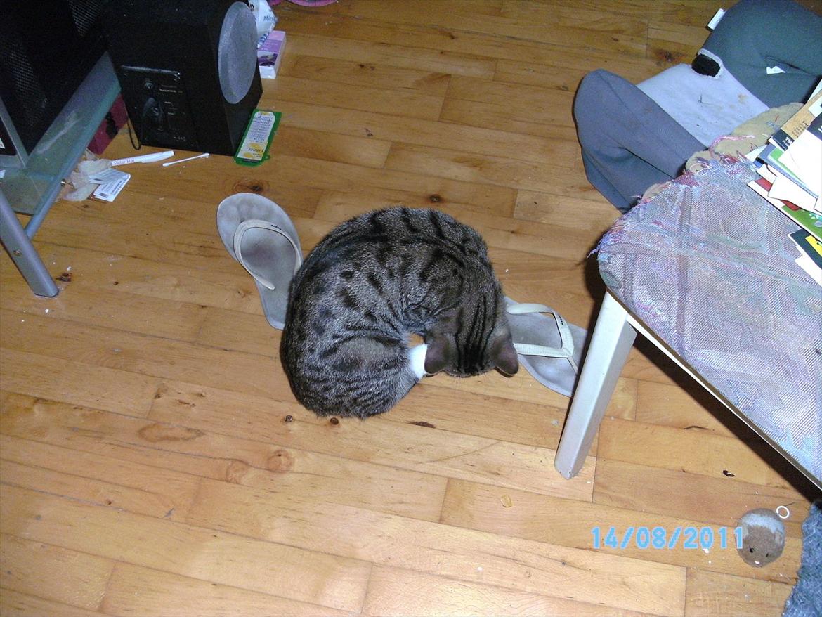 Blanding af racer stribe billede 8