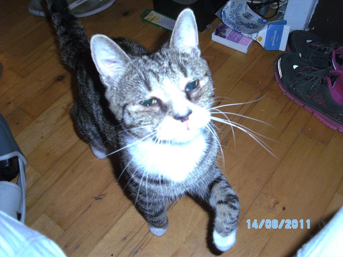 Blanding af racer stribe billede 9