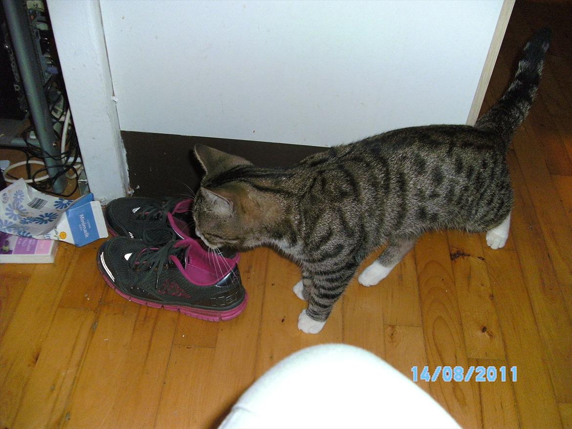 Blanding af racer stribe billede 10